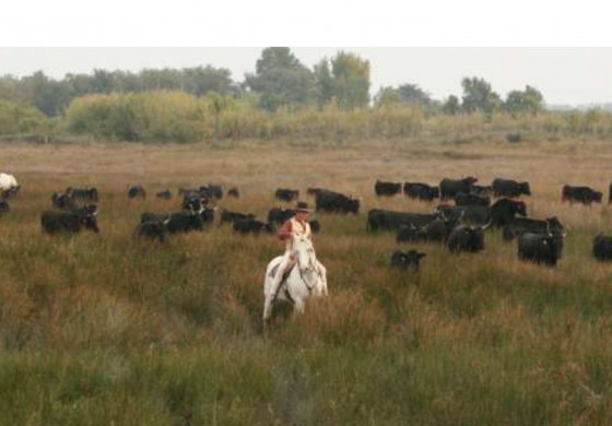 Le cheval Camargue fêté en son pays