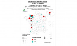 Herpèsvirose, statut quo mais vigilance