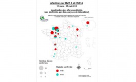 Herpèsvirose, statut quo mais vigilance
