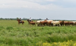 Stage Versatile Ranch Horse en Vendée