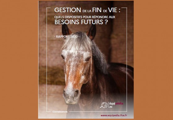 Votre cheval prend de l’âge, ce qu’il faut savoir