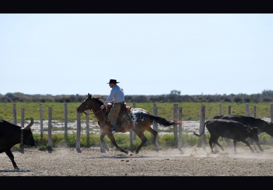 Antoine Cloux, Hank Moss… La Camargue est terre de cowboys le 14 juillet 2019