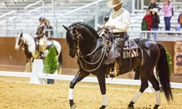 Le dressage cowboy en démonstration au prochain Americana