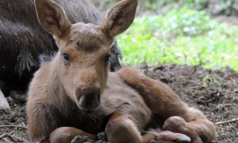 Naissance d’un élan américain en Indre !