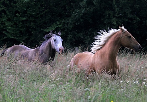 Un stage pour approfondir ses connaissances en élevage équin
