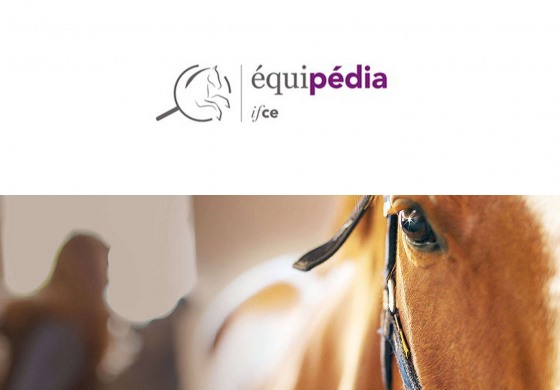 Equipédia, votre encyclopédie du cheval à portée de clic