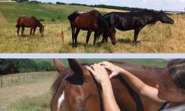 Dans le Tarn, Séverine Suma multiplie les attentions pour les cavaliers western… et leurs chevaux