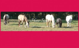 Au sujet du cheval, un blog à part ?