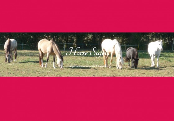 Au sujet du cheval, un blog à part ?