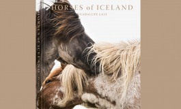 Chevaux d’Islande chez eux…