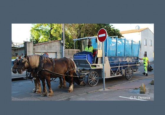 Humains et chevaux, une très longue histoire mais jusqu'à quand ?