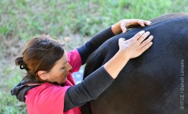 Zoom sur la pratique de l’ostéopathie animale