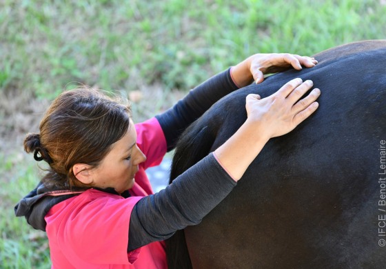 Zoom sur la pratique de l’ostéopathie animale