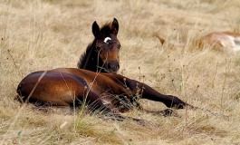 Cheval et spray anti-insecte : conseils pratiques