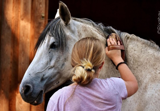 Dimanche 14 septembre 2025 : c’est la journée du cheval
