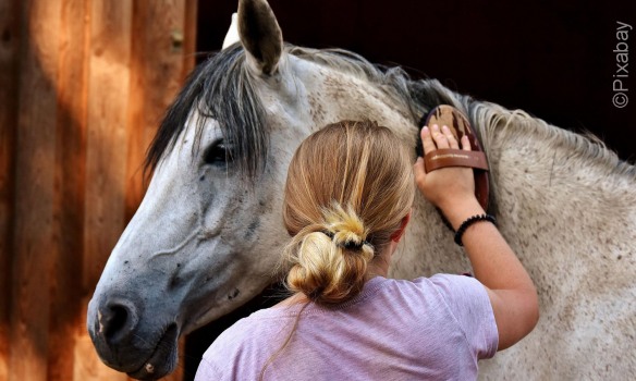 Dimanche 14 septembre 2025 : c’est la journée du cheval
