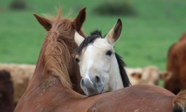 Le 18 juin 2016, on observe le comportement du cheval à La Cense