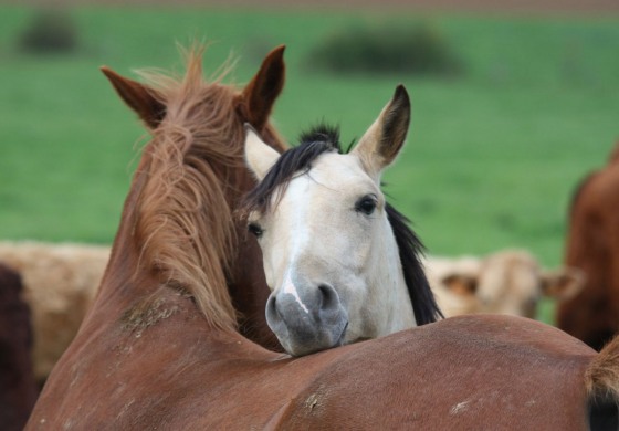 Le 18 juin 2016, on observe le comportement du cheval à La Cense