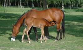 Une journée pour tout savoir sur le jeune cheval à La Cense