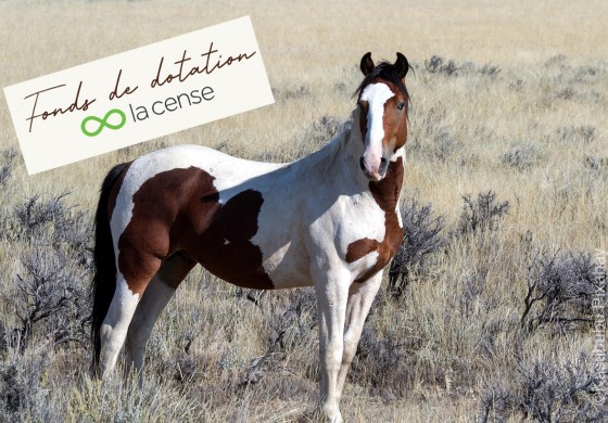 13 et 14 juin 2026, Yann Arthus-Bertrand, votre cheval et vous…