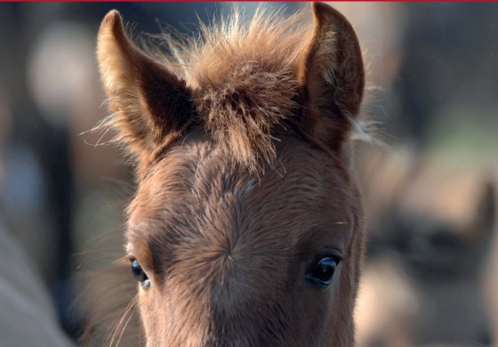 Le b.a.-ba pour bien élever son poulain en 128 pages