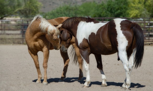 Prêter ou louer son cheval, que dit la loi ?