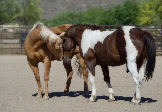 Prêter ou louer son cheval, que dit la loi ?