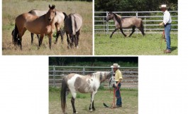 Natural horsemanship : stage dans le Var les 18 et 19 mai 2019 avec Robert Trösch