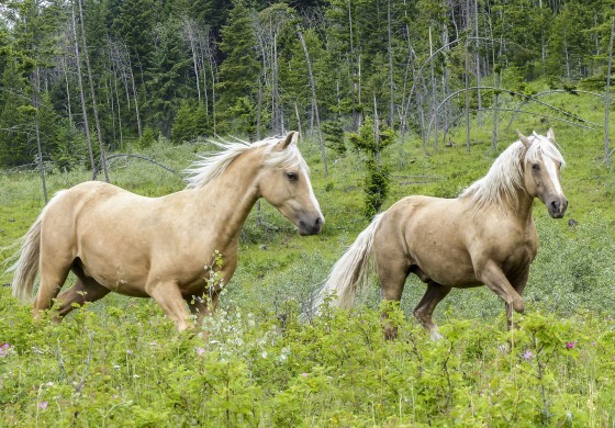 Quid du projet de loi sur la protection animale ?