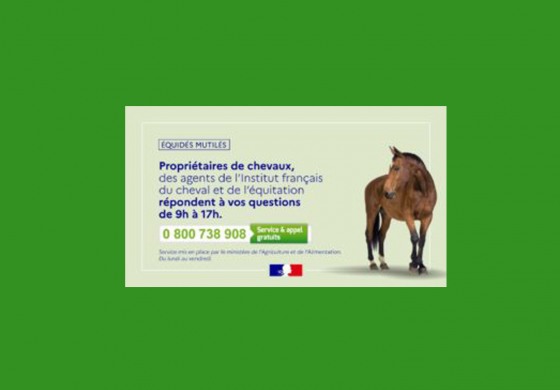 Actes de cruauté envers les chevaux : mise en place d’un numéro vert