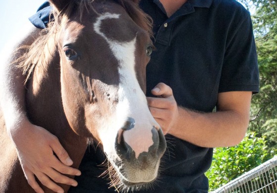 Disciplines et chevaux western en vedette à Offenburg en Allemagne
