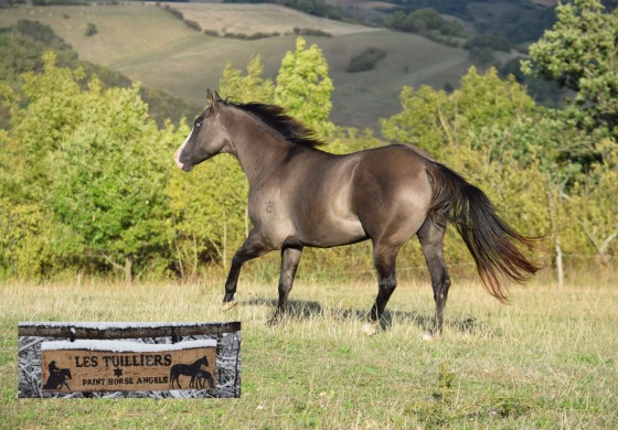 L’Ariège, terre de chevaux western