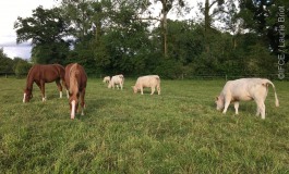 Equins et bovins dans la même pâture, quels bénéfices ?