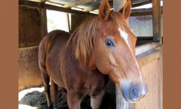 A Equita Lyon 2021 : tout sur la - bonne - santé de votre cheval