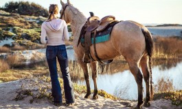 Crise sanitaire et gestion des chevaux : des précisions en temps réel