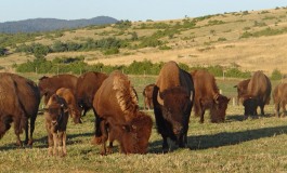 Vos rendez-vous avec les bisons des Randals