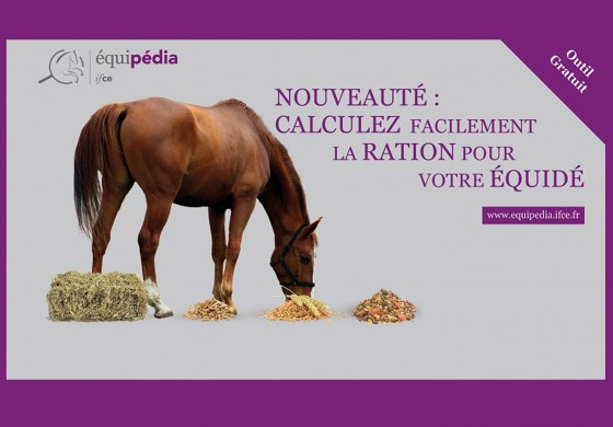 Comment calculer la bonne ration pour mon cheval