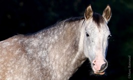 Dans la tête de mon cheval !