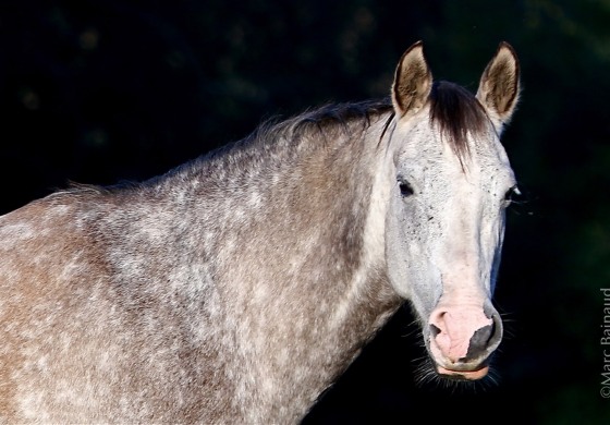 Dans la tête de mon cheval !
