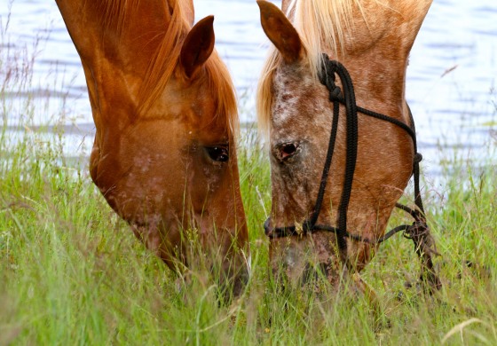 ApHCF (Appaloosa Horse Club de France)