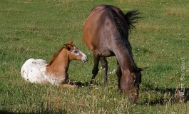 Savoir vendre ses prestations dans l’univers du cheval