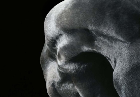 Les chevaux vus par Tim Flach s’exposent jusqu’au 21 septembre 2014 près du Mans (72)