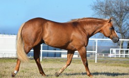 L’athlète de reining Yellow Jersey s’installe en Italie…