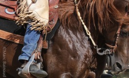 Quid de la pratique de l’équitation après le 2 juin 2020 ?