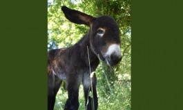 Un bébé Baudet du Poitou né dans son berceau !