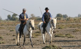 Le cheval Camargue fait salon du 17 au 19 février 2017 sur ses terres