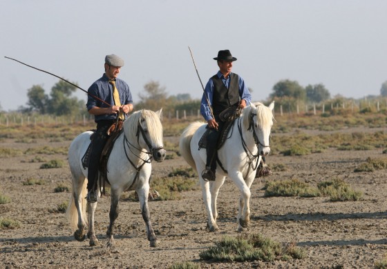 Le cheval Camargue fait salon du 17 au 19 février 2017 sur ses terres