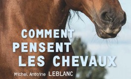 Pensez cheval !