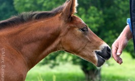 Métiers du cheval : les bonnes voies